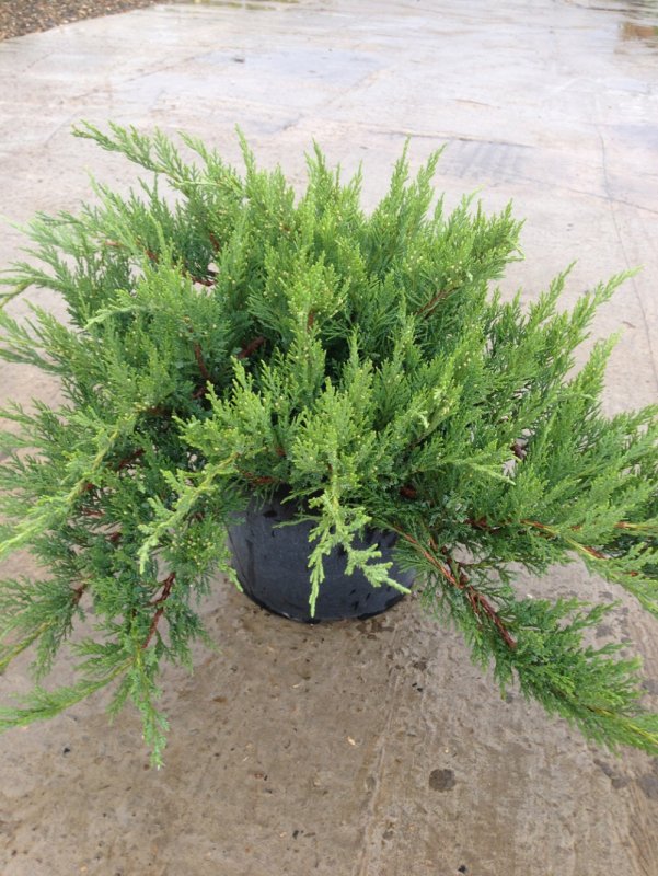 Можжевельник Juniperus communis 'Greenmantle