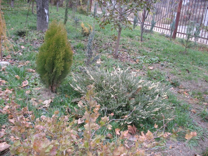 Можжевельник принц Уэльский Вариегата