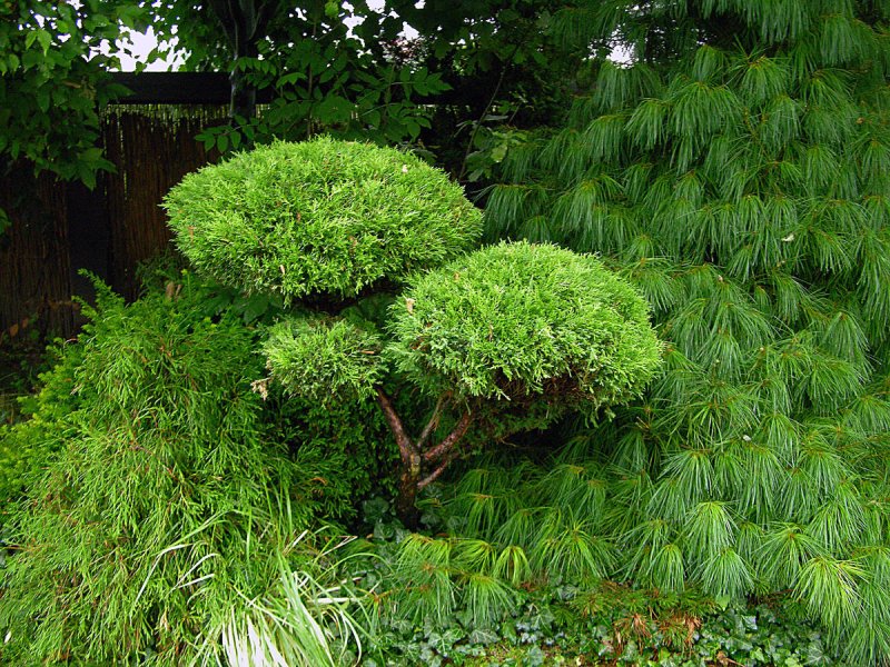 Можжевельник казацкий Tamariscifolia ниваки