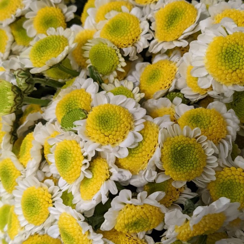 Хризантема розовый Фламинго