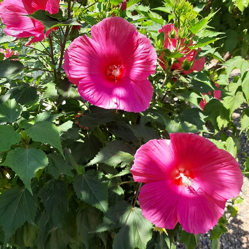 Гибискус hot Pink