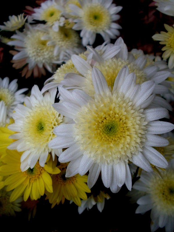 Leucanthemum paludosum