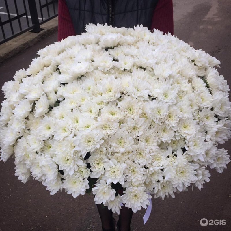Бело красная Хризантема Жоржина