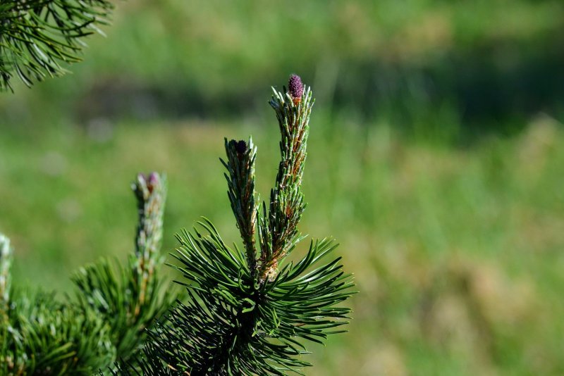 Pinus Sylvestris compressa