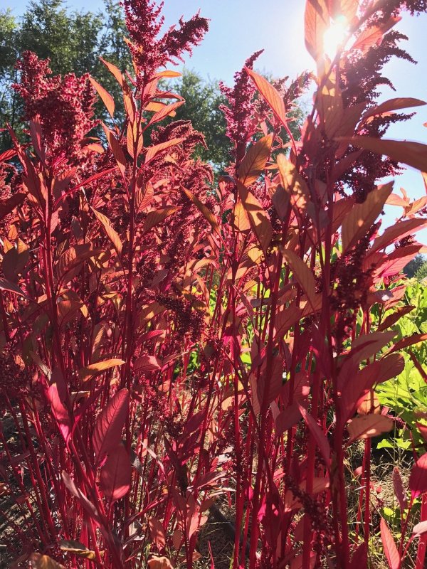 Амарантус caudatus Red