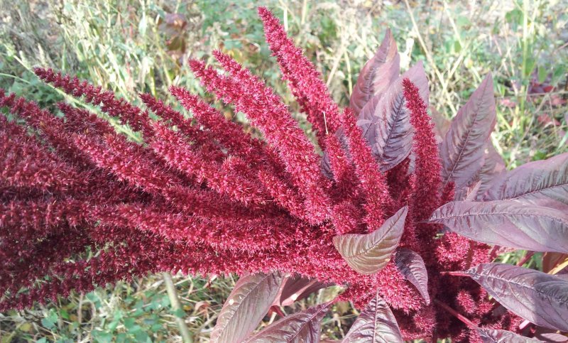 Amaranthus caudatus
