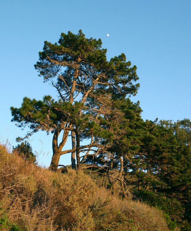 Сосна обыкновенная Pinus Sylvestris