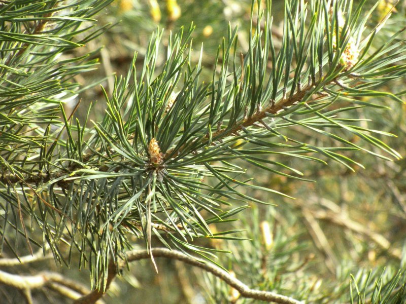 Pinus tabuliformis