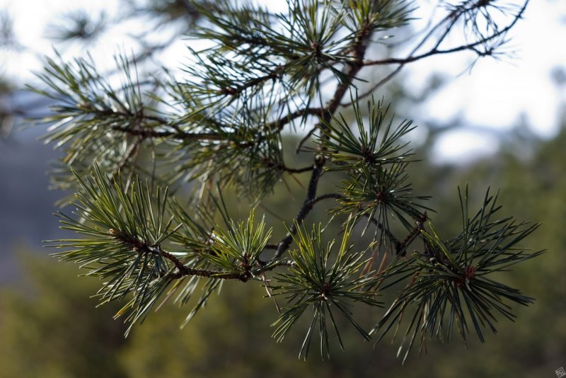 Pinus SP.