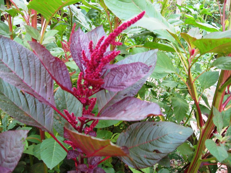 Амарант Колосистый (Amaranthus retroflexus l.)