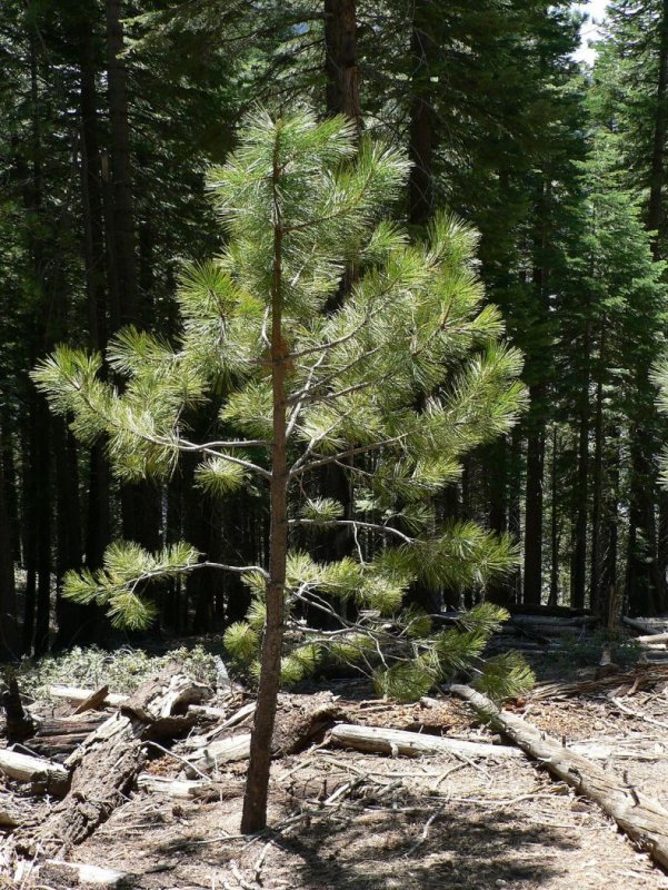 Сосна обыкновенная Pinus