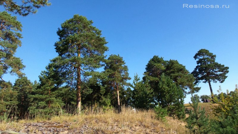Сосна обыкновенная Pinus