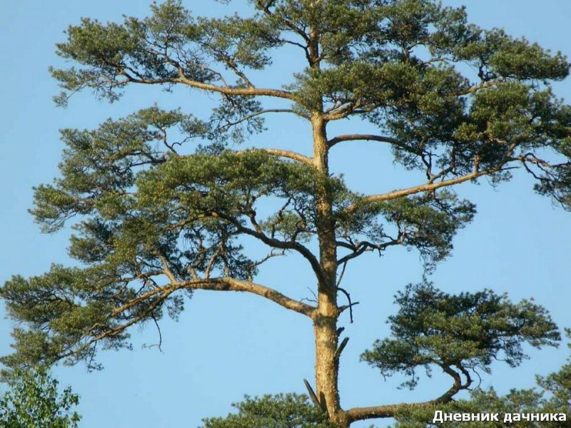 Pinus nigra subsp. Pallasiana