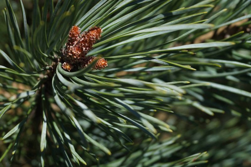 Pinus Sylvestris хвоя