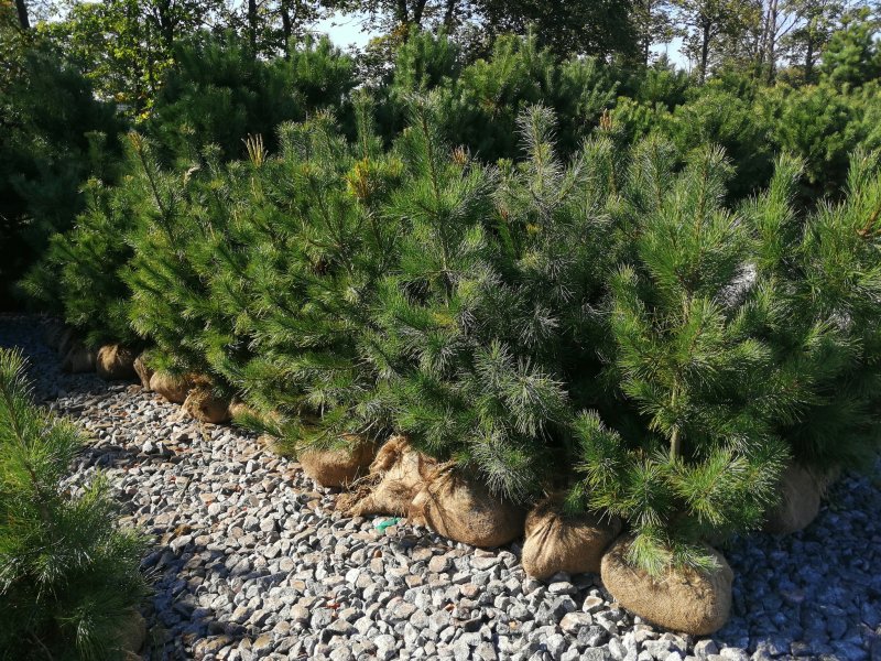 Pinus jeffreyi