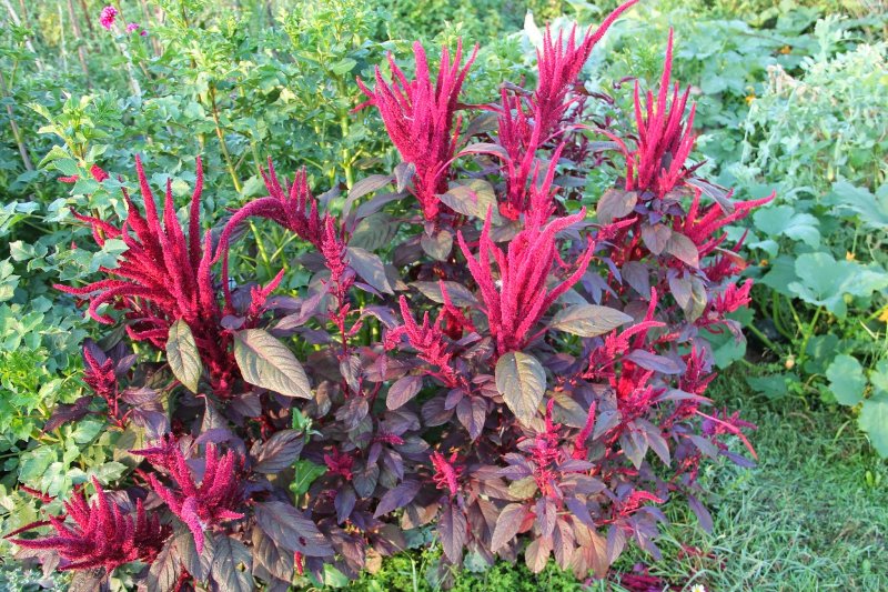 Amaranthus paniculatus Амарант метельчатый