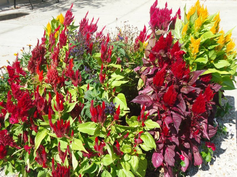 Amaranthus cruentus Амарант