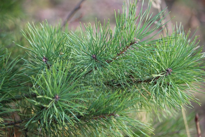 Pinus muricata