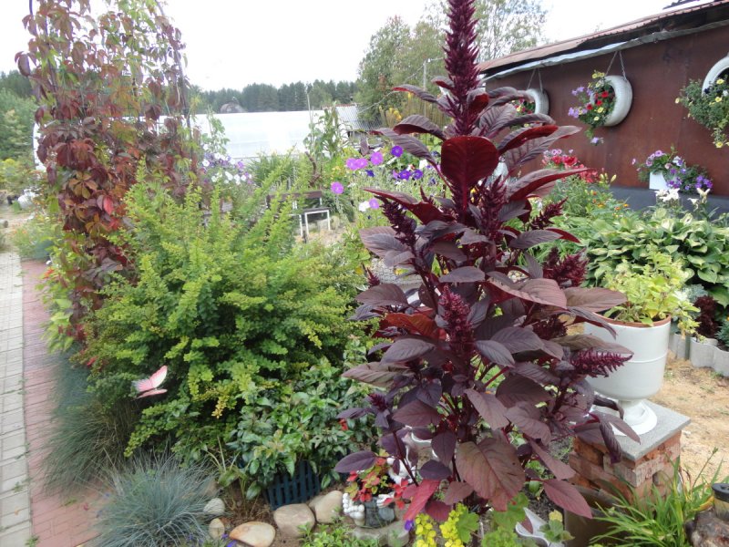Amaranthus cruentus Velvet