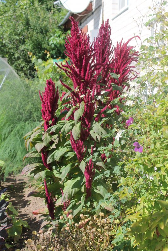 Amaranthus cruentus растение