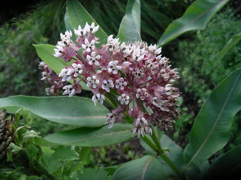 Ваточник сирийский (Asclepias syriaca)