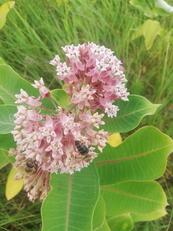 Ваточник сирийский (Asclepias syriaca)