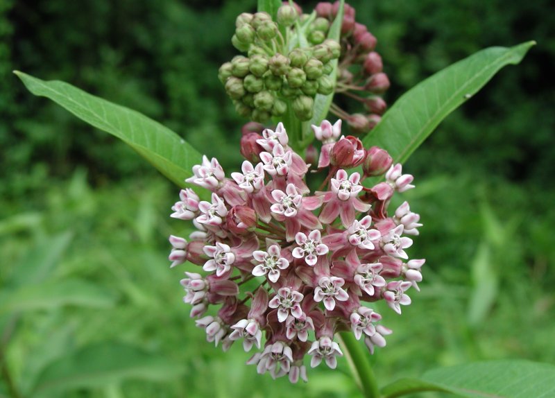 Ваточник сирийский (Asclepias syriaca)