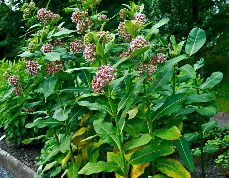 Asclepias syriaca ваточник