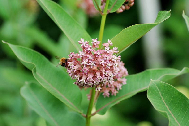 Ваточник сирийский (Asclepias syriaca)