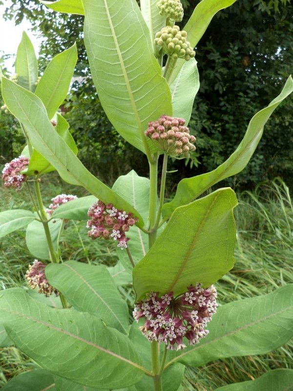 Ваточник (Asclepias)