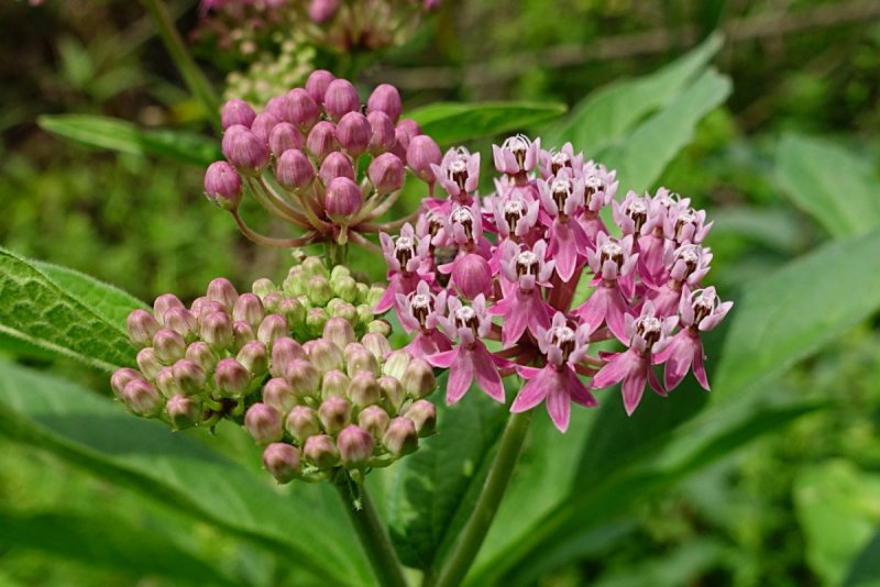 Ваточник Asclepias incarnata Cinderella