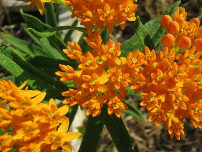 Асклепия, ваточник (Asclepias)
