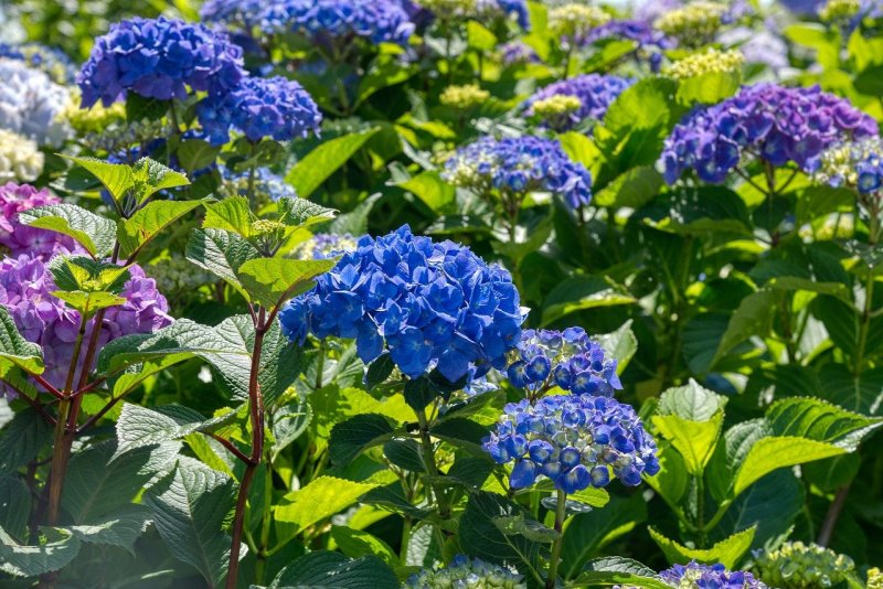 Гортензия Анабель изгородь