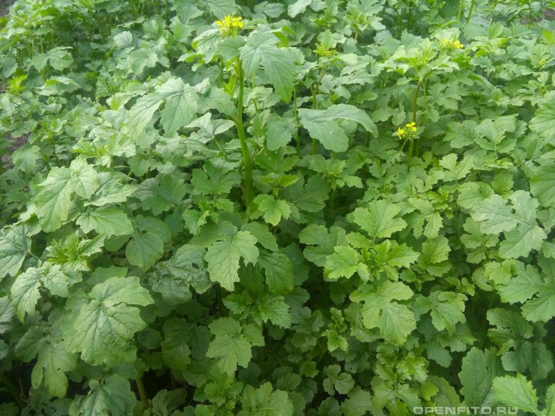 Brassica chinensis l.