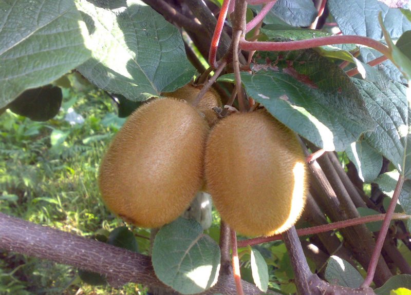 Китайская актинидия