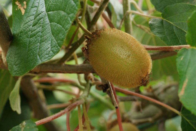 Актинидия коломикта (Actinidia kolomikta)