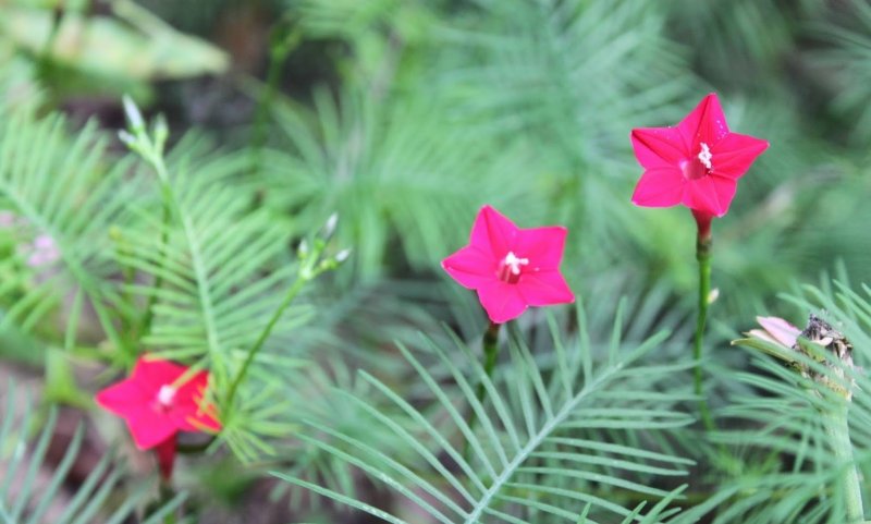 Ипомея Квамоклит Ipomoea quamoclit