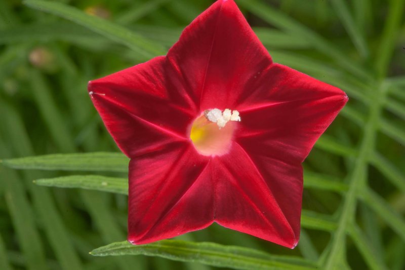 Ипомея Квамоклит Ipomoea quamoclit