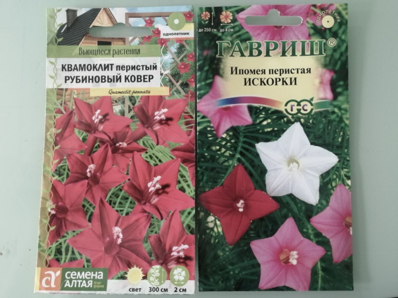 Ипомея красная Звездная