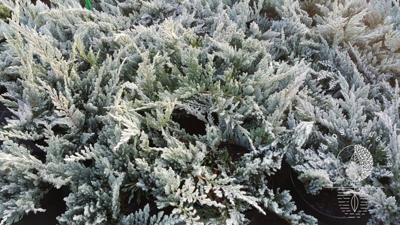 Juniperus horizontalis Блю чип