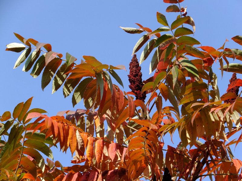 Сумах оленерогий Rhus typhina