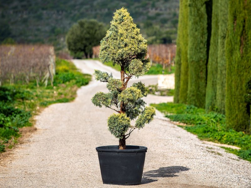 Кипарис Аризонский - Cupressus arizonica Greene