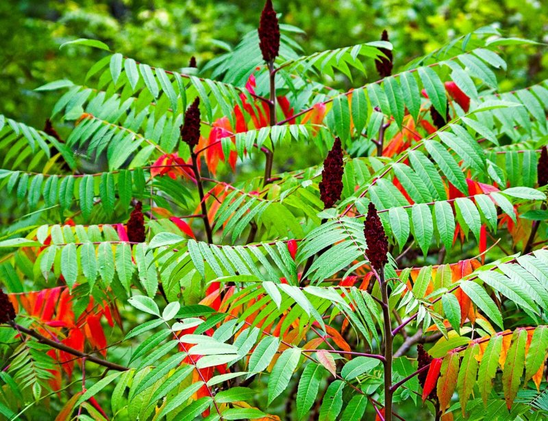 Сумах оленерогий, пушистый, уксусное дерево (Rhus typhina).