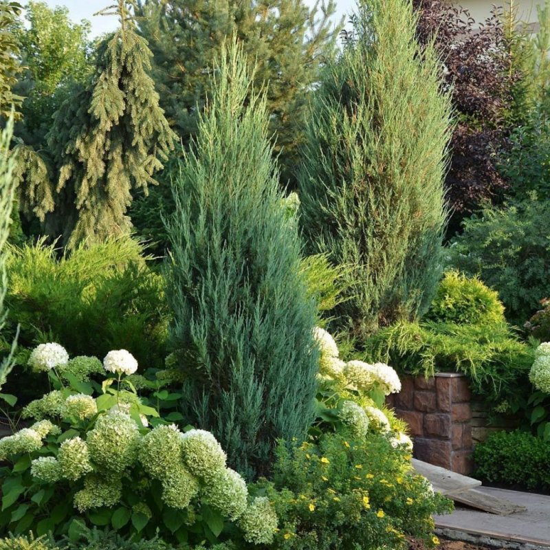 Кипарис вечнозеленый (Cupressus sempervirens)