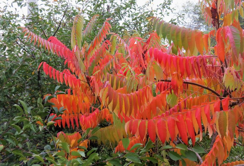Сумах оленерогий Rhus typhina