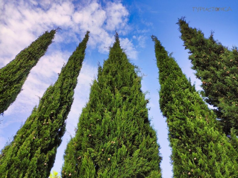 Cupressus sempervirens Totem