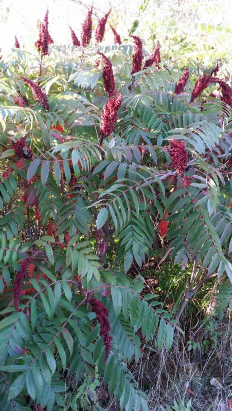 Сумах Rhus typhina