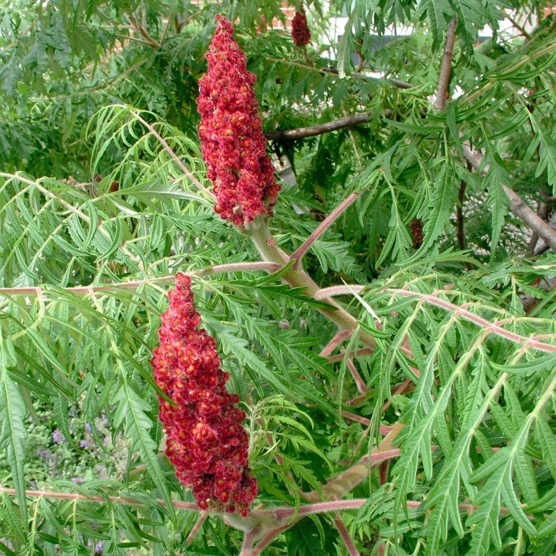 Сумах Лациниата