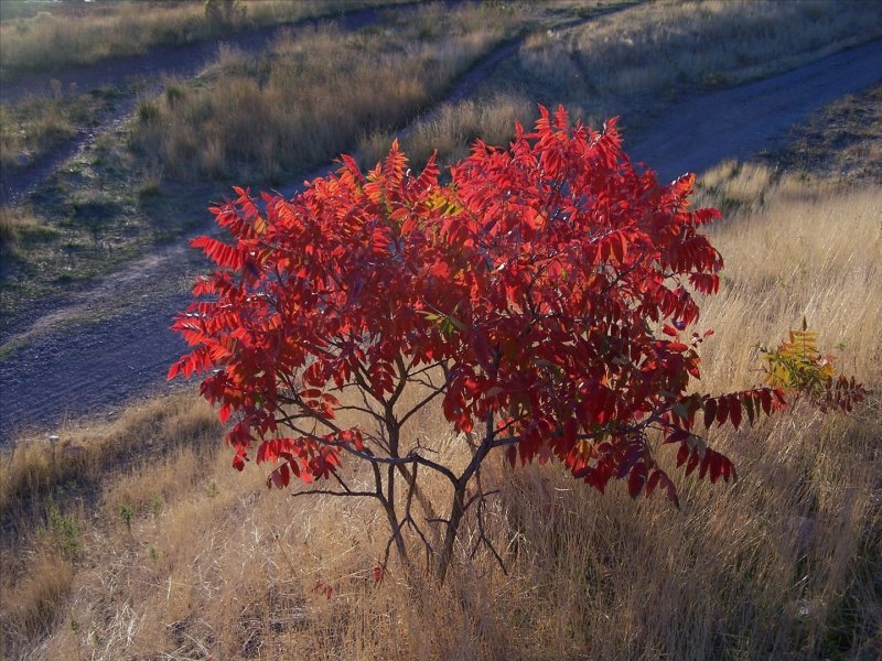Сумах голый (Rhus glabra).
