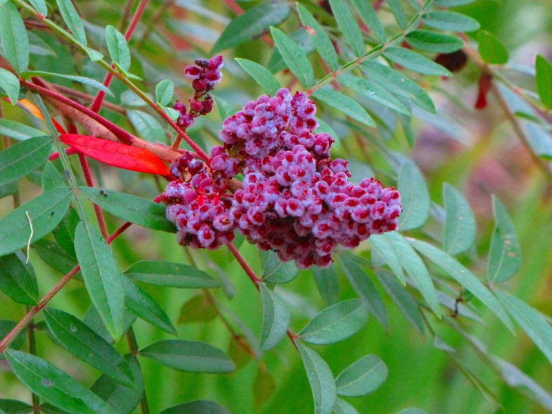 Rhus vernicifera